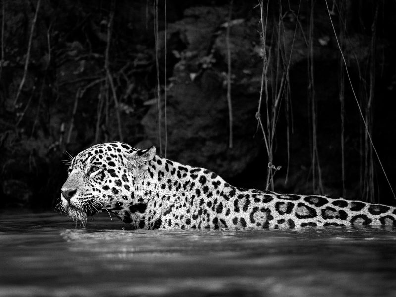 Leopard in water black and white