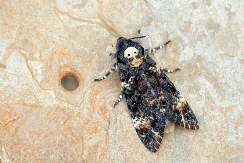 death’s head hawkmoth