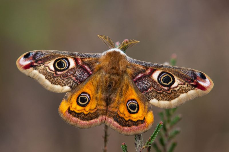 Male emperor moth