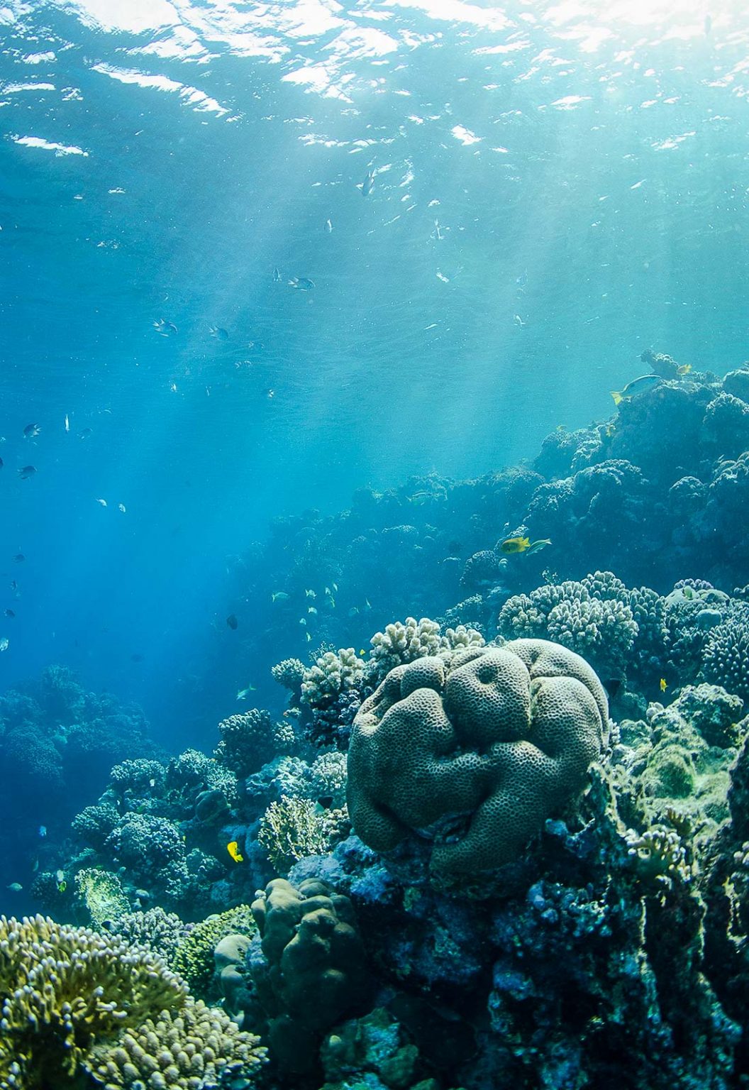 7 Tips for Beginners in Underwater Photography Nature TTL