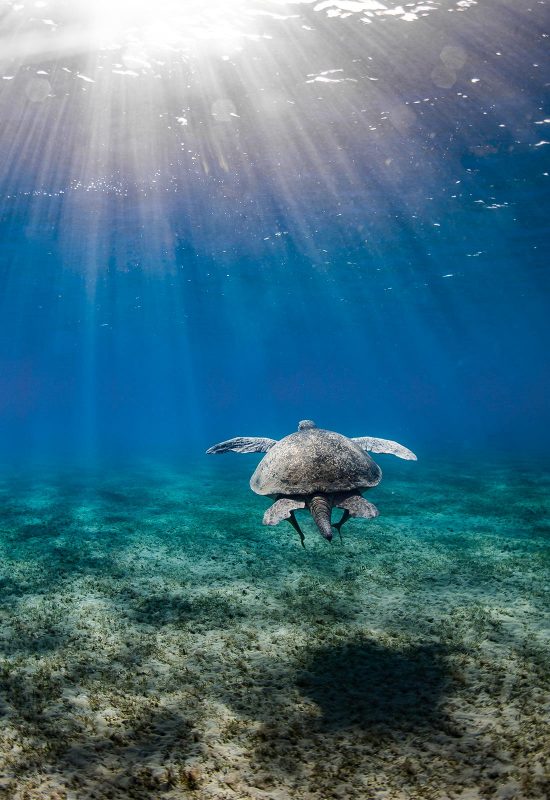 Sea turtle underwater