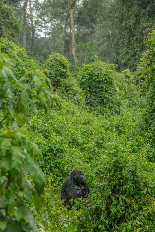 Gorilla in the rain