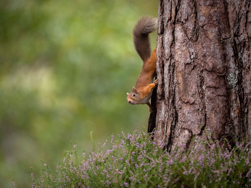 Red squirrel on tree