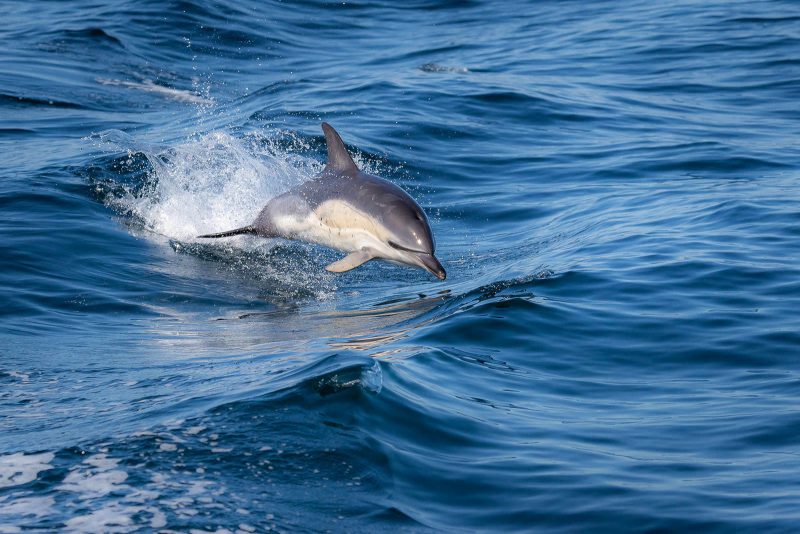 Common dolphin jumping