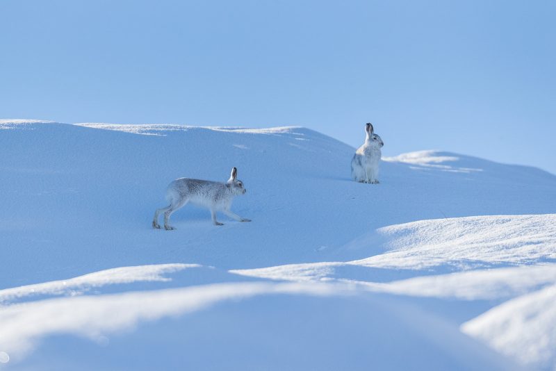 Mountain hare in snow