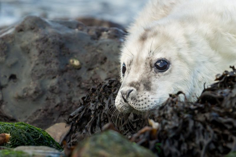 Young Atlantic Grey Seal