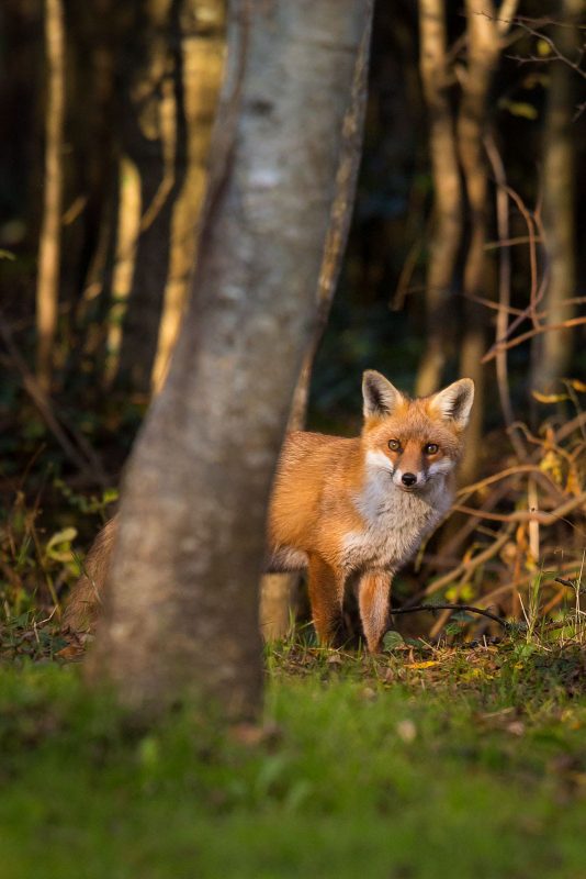 Fox in woodland