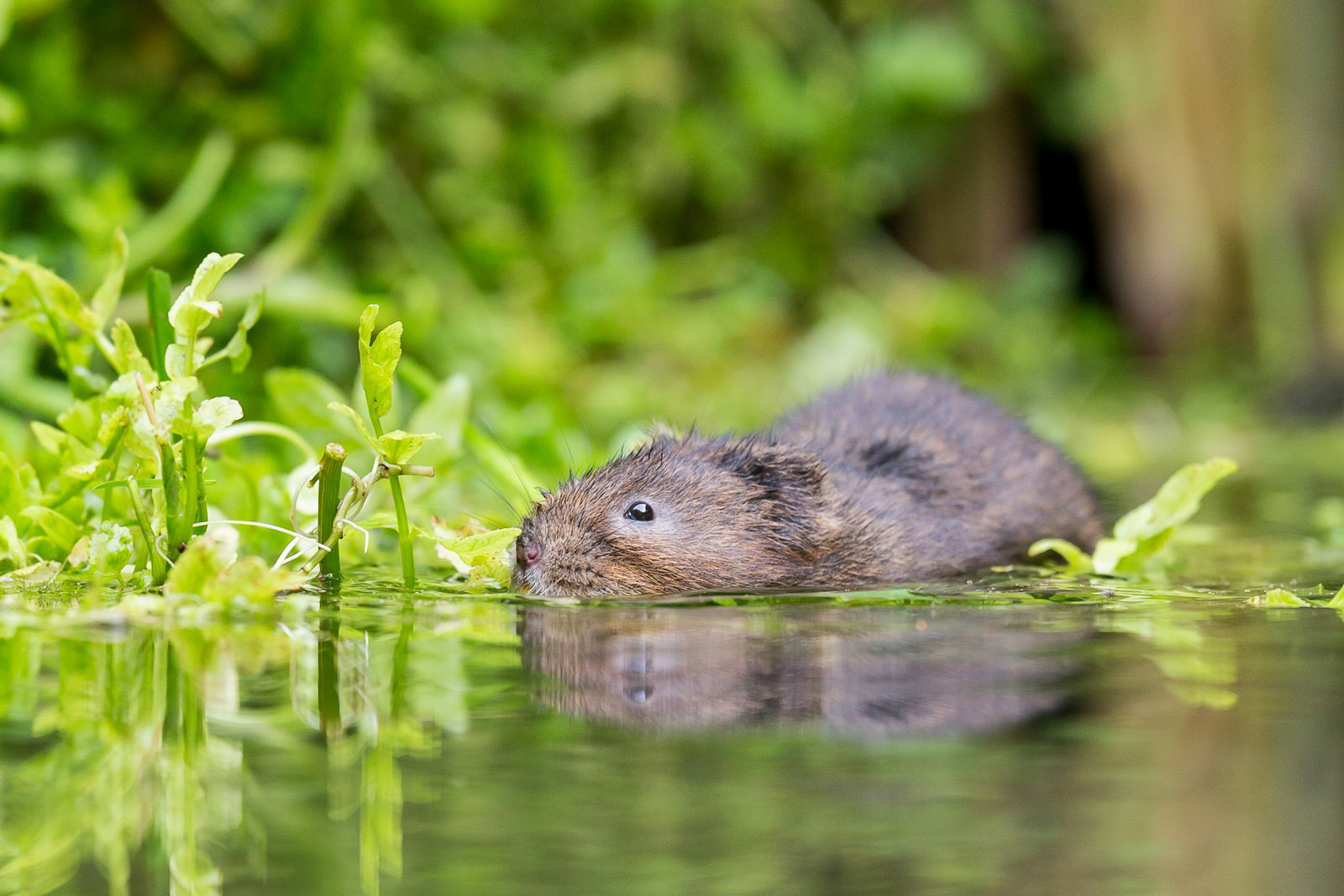How to Find and Photograph British Mammals Nature TTL