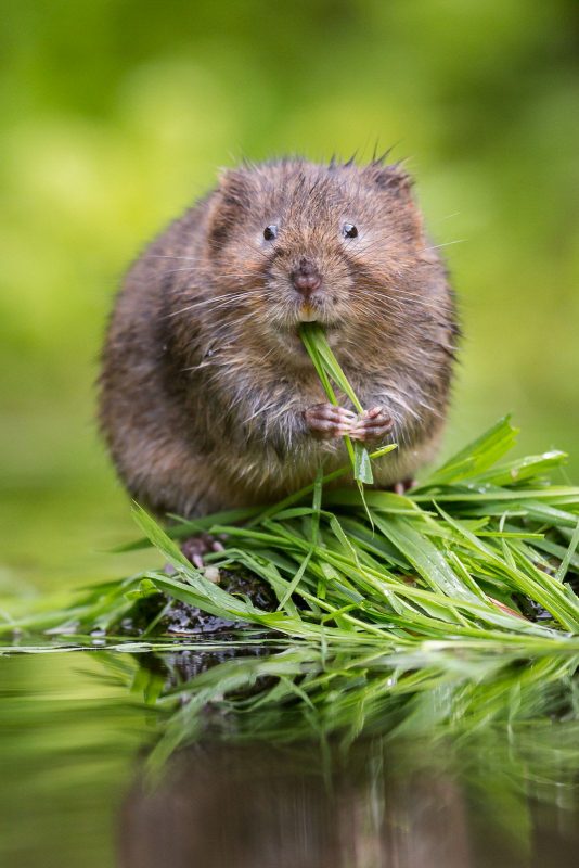 Water vole eating