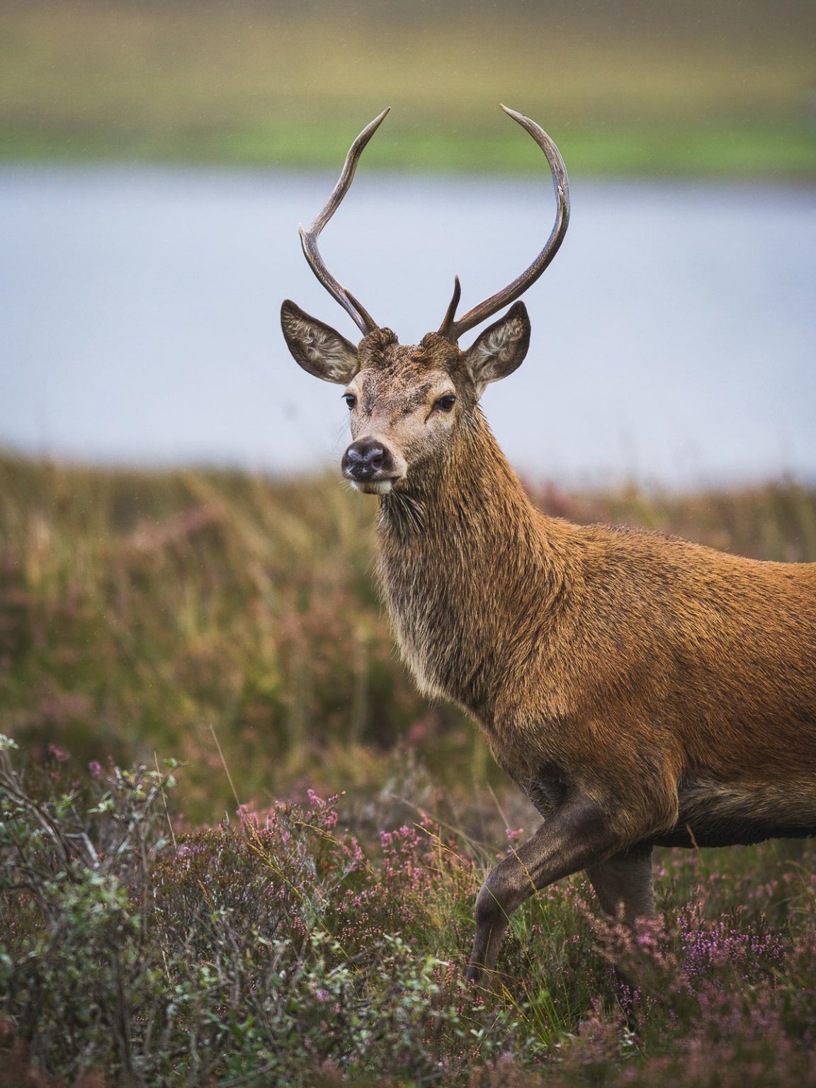 How to Find and Photograph British Mammals Nature TTL