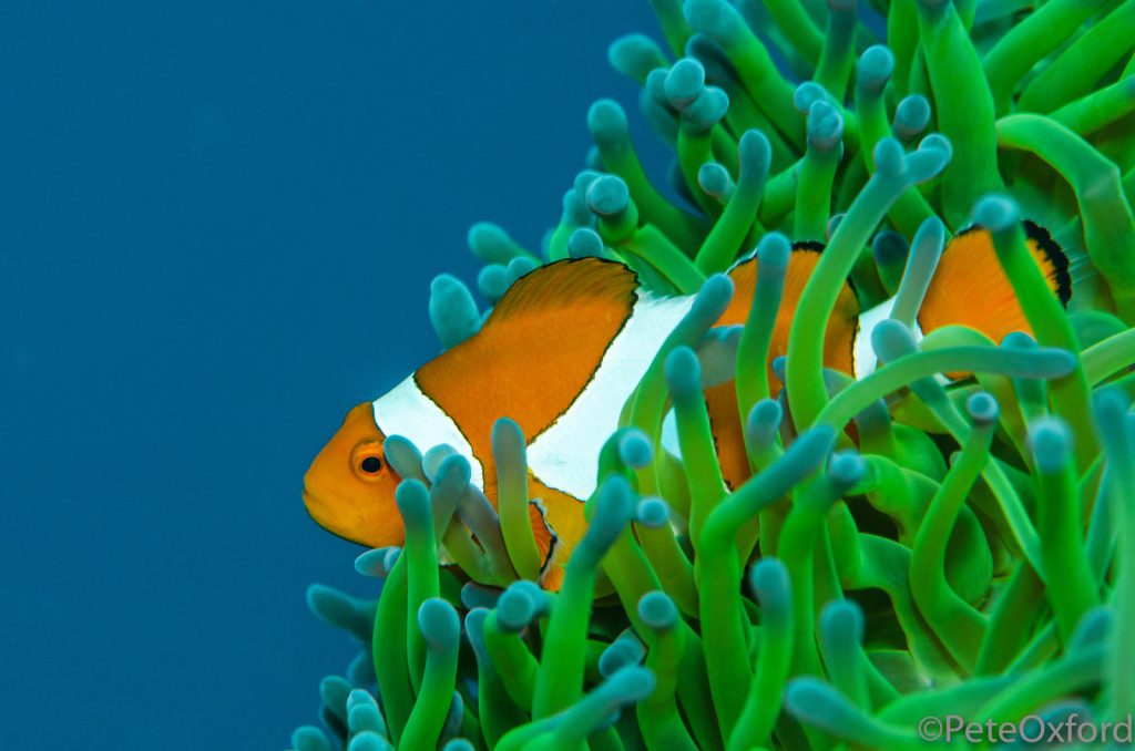 9 Tips for Creative Underwater Photography Nature TTL