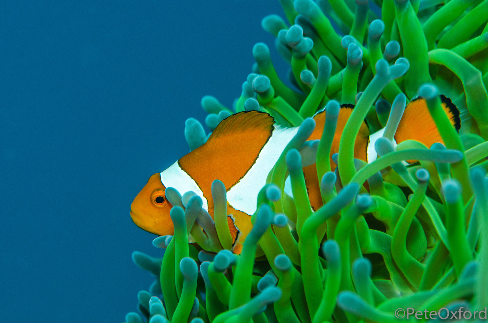 9 Tips for Creative Underwater Photography Nature TTL