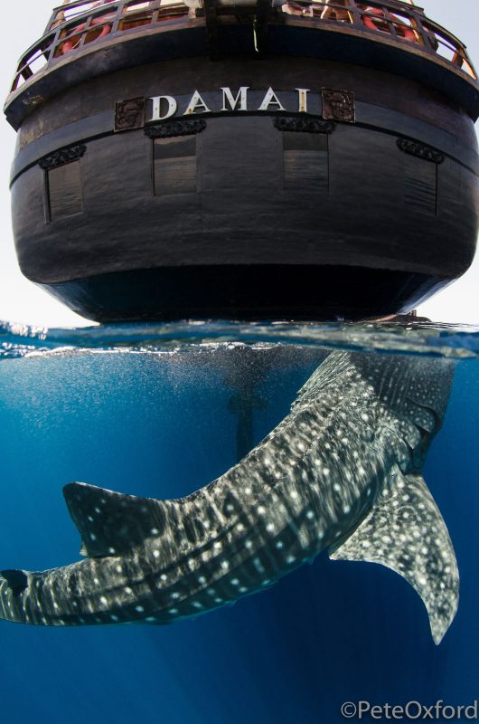 Underwater split shot of whale shark and ship