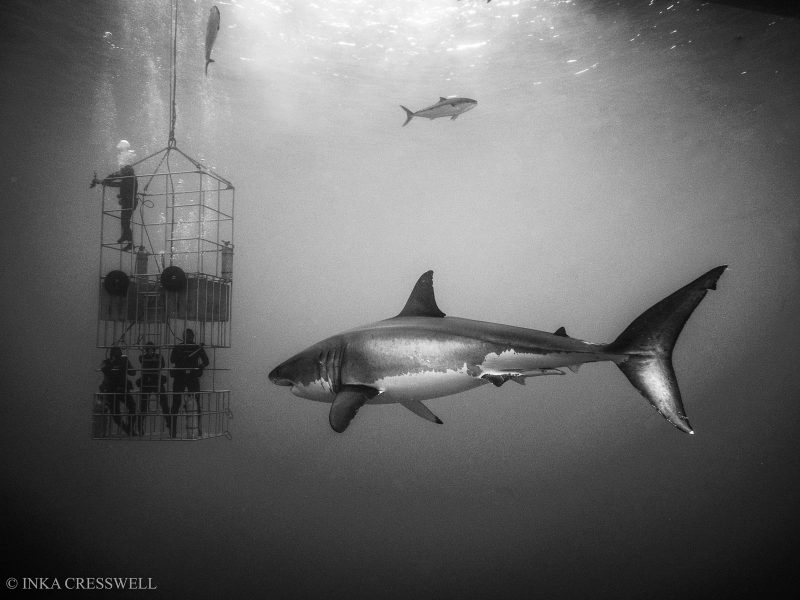 Cage diving with a shark