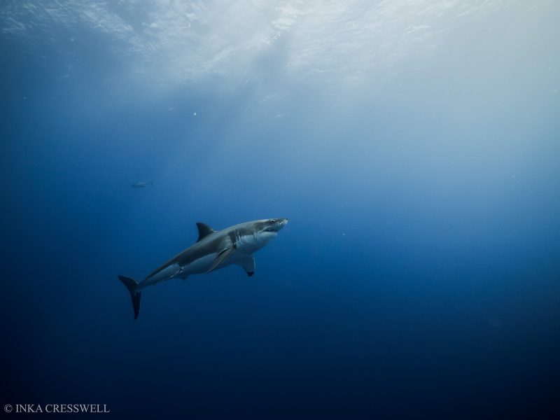 Shark underwater photo