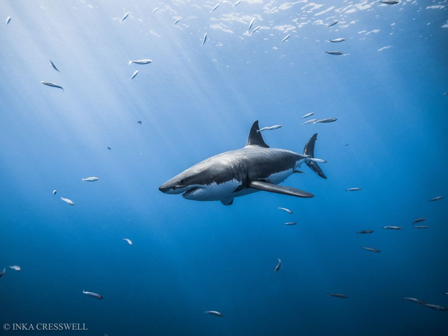 images of sharks