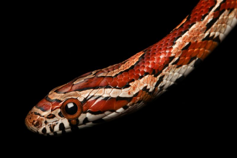 Corn Snake (Pantherophis guttatus) 100mm - ISO 400 - 1/125 - f/16