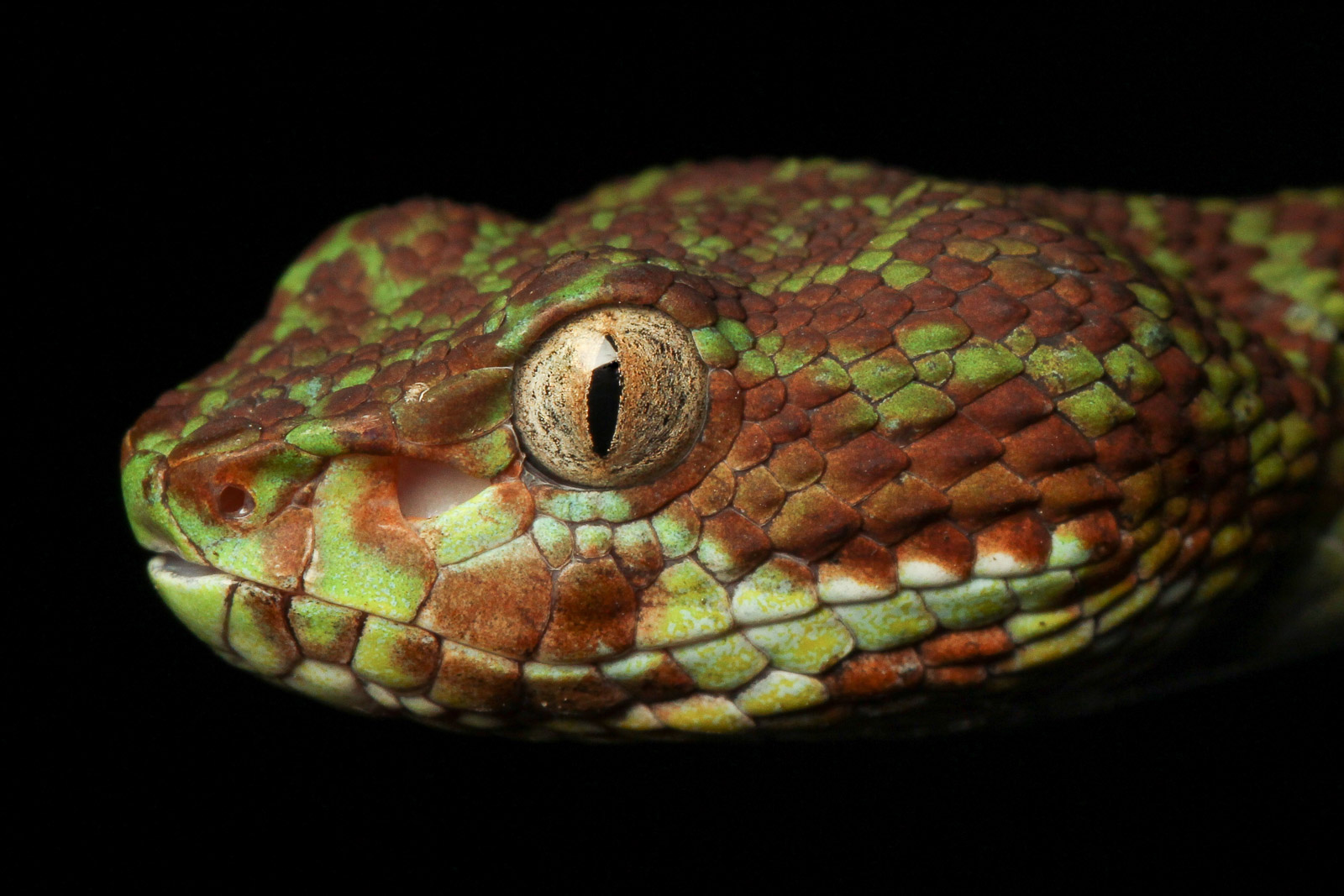 How to Take Low Key Photos of Small Animals - Nature TTL