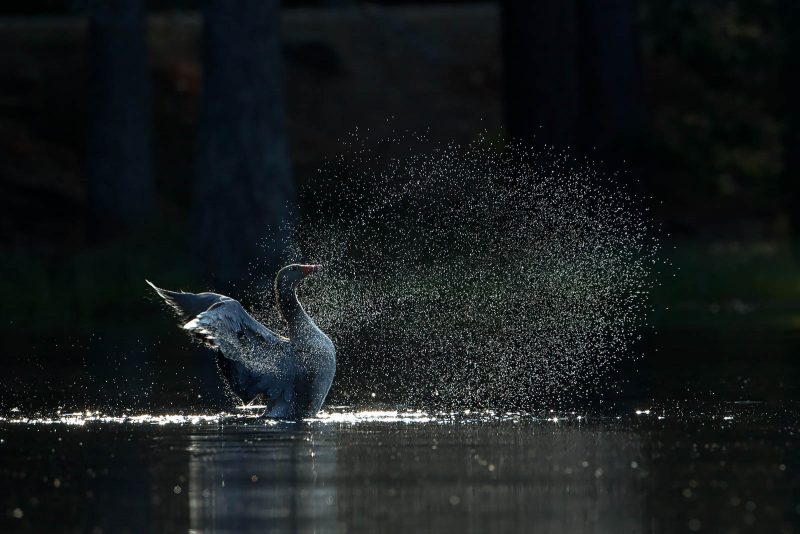 Goose flapping