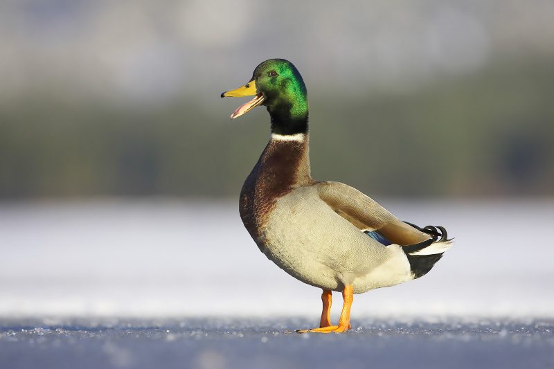 Mallard on frozen lake