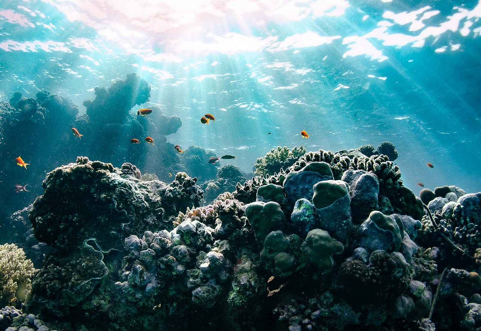 4 Ways to Fix and Edit Underwater Photos Nature TTL