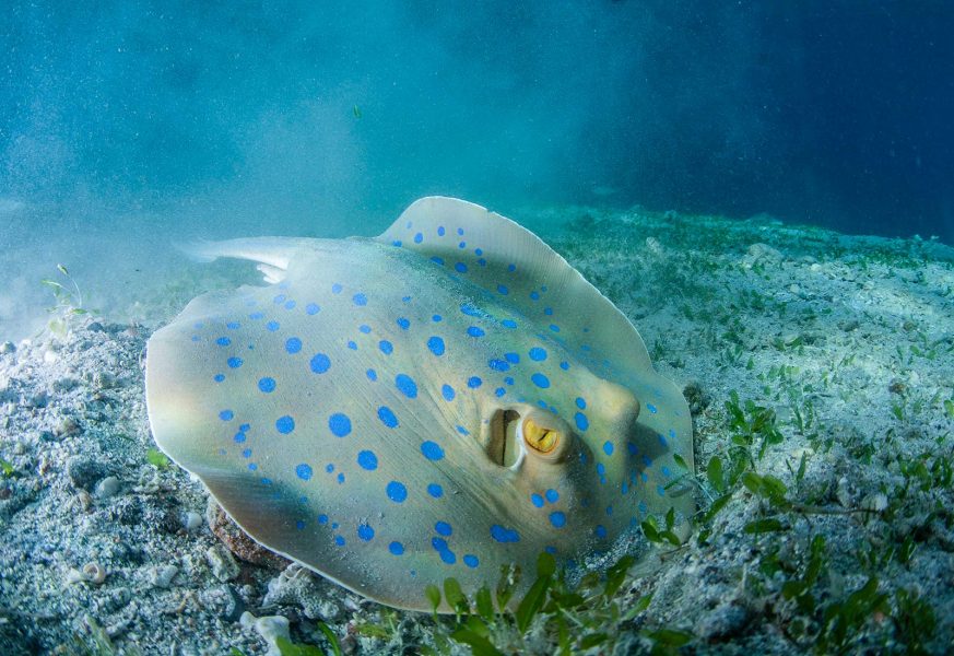 4 Ways to Fix and Edit Underwater Photos Nature TTL