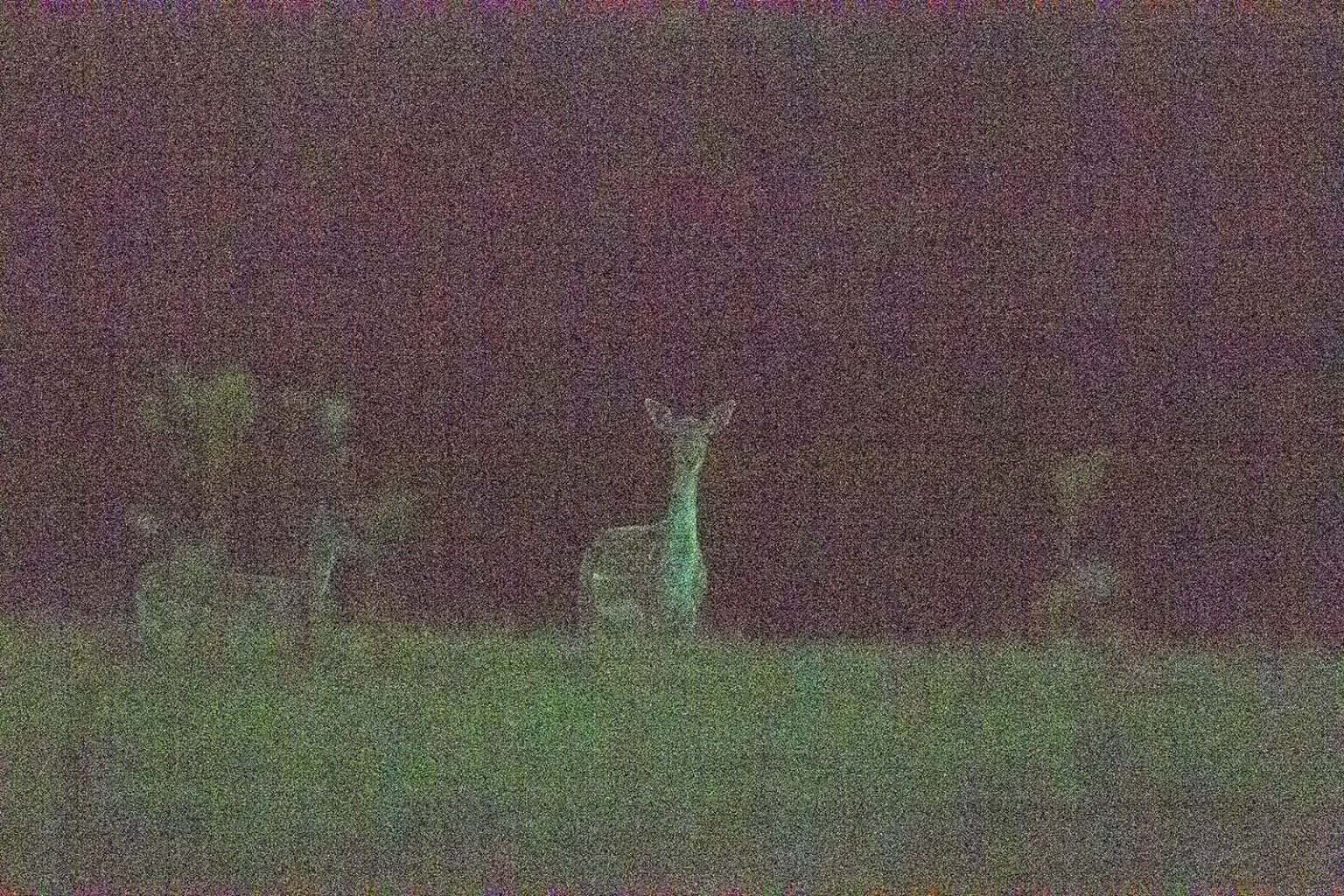 Nikon D6 Review: Wildlife Photography Field Test - Nature TTL