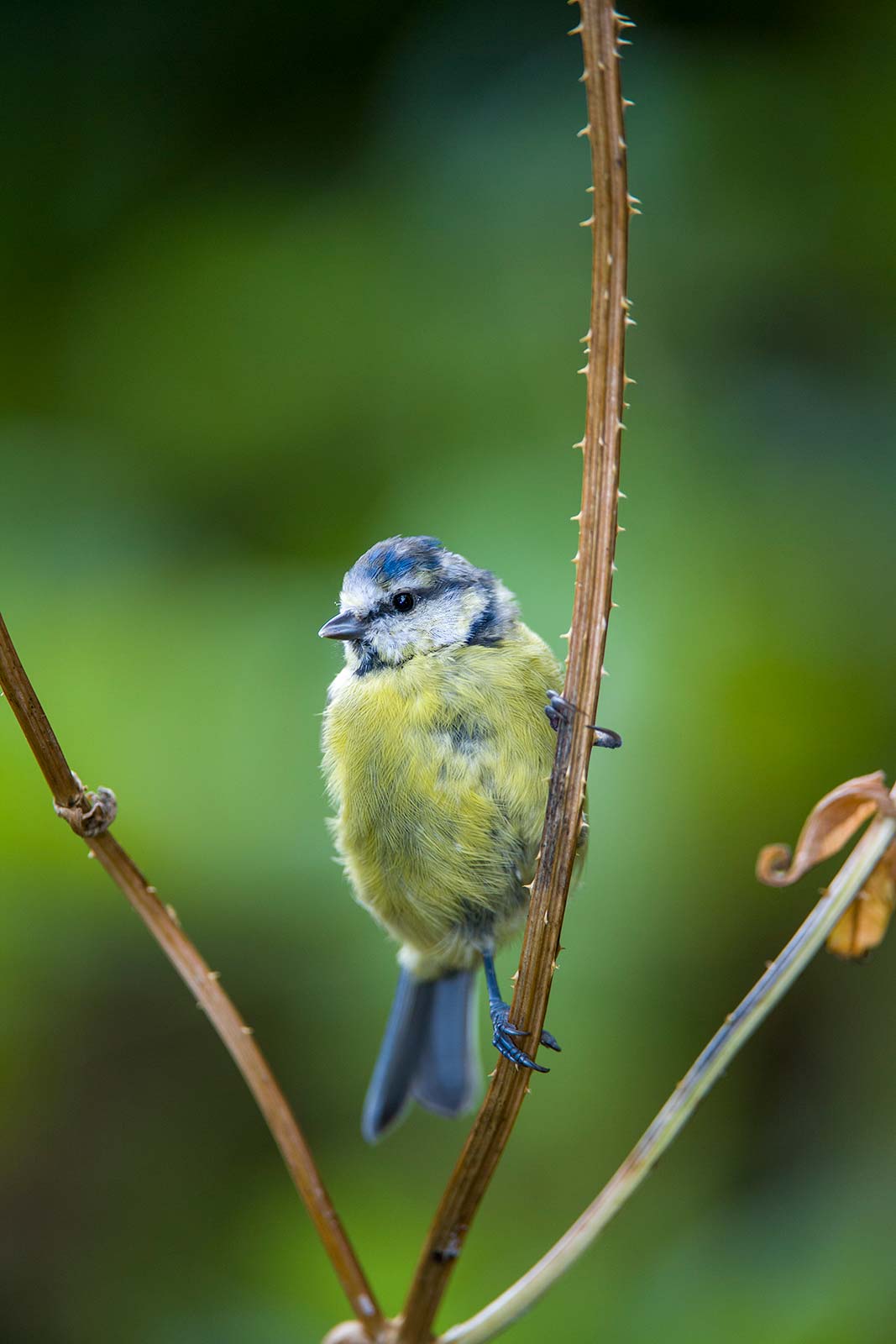 Nikon D6 Review: Wildlife Photography Field Test | Nature TTL