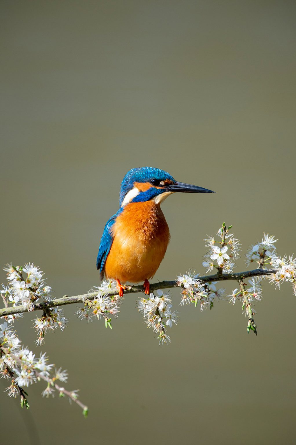 How to Photograph Kingfishers Nature TTL