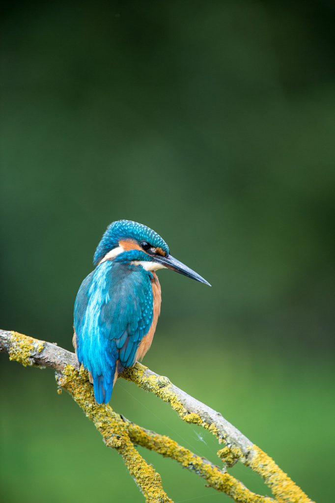 How to Photograph Kingfishers Nature TTL