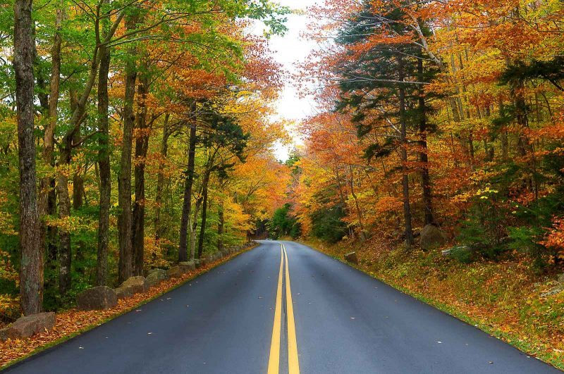 Road through fall woods