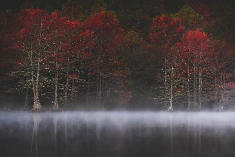 Red fall leaves on trees in the USA