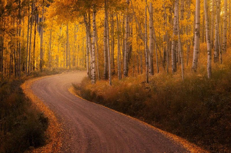 Trees in Fall colours