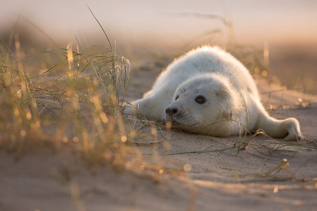 How To Photograph Seals In The UK Nature TTL how-to-photograph-seals-in-the-uk-nature-ttl