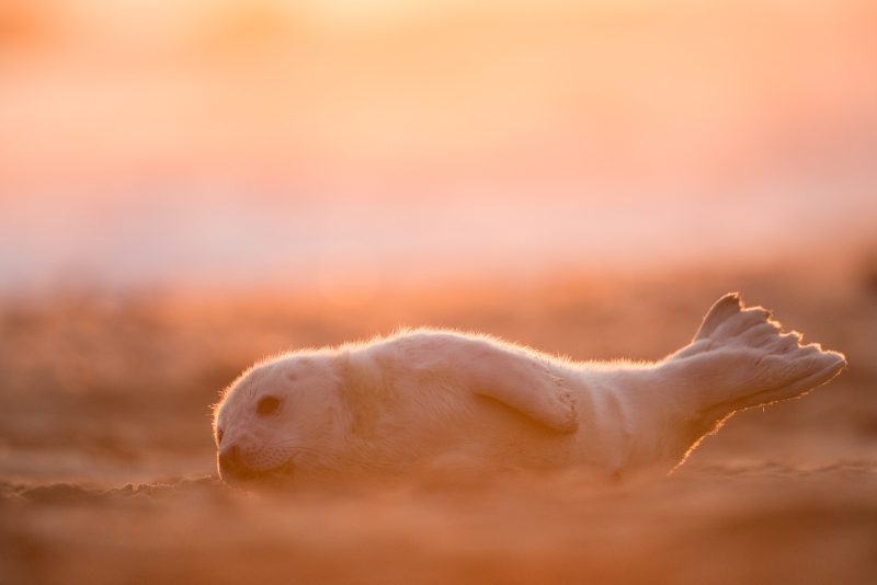 Grey seal pup at golden hour