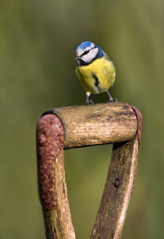 Birds sat on a handle