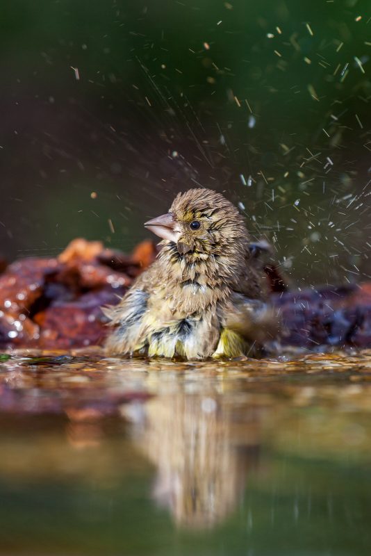 Bird washing in a bird bath