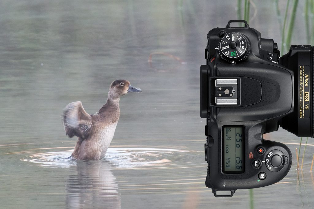 Nikon D7500 Review: A Realistic Field Test for Wildlife Photographers