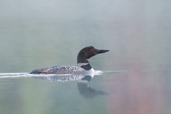 Nikon D7500 Review: A Realistic Field Test for Wildlife Photographers ...