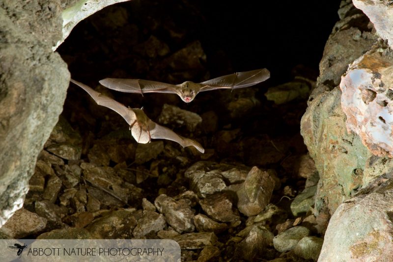 Mexican Brown Bat in cave