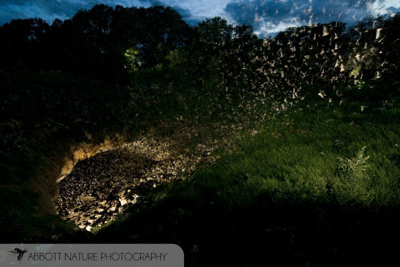 Mexican Free-tailed Bat colony at bracken cave Texas