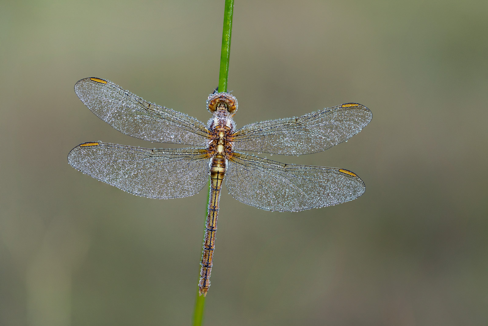David Chapman From Amateur to Professional Nature TTL
