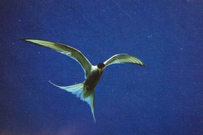 Arctic tern photographed on film