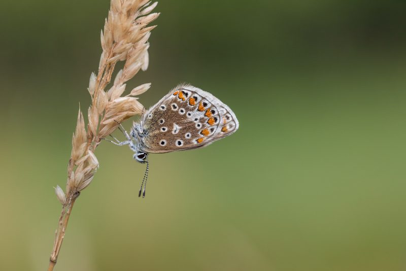 common butterfly