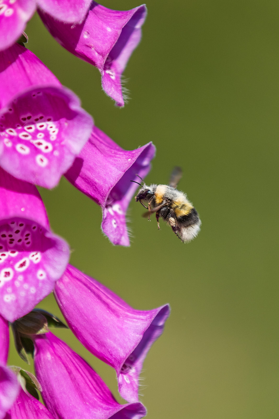 How to Attract Insects to Your Garden for Photography Nature TTL