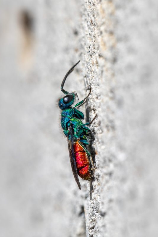 ruby-tailed wasp