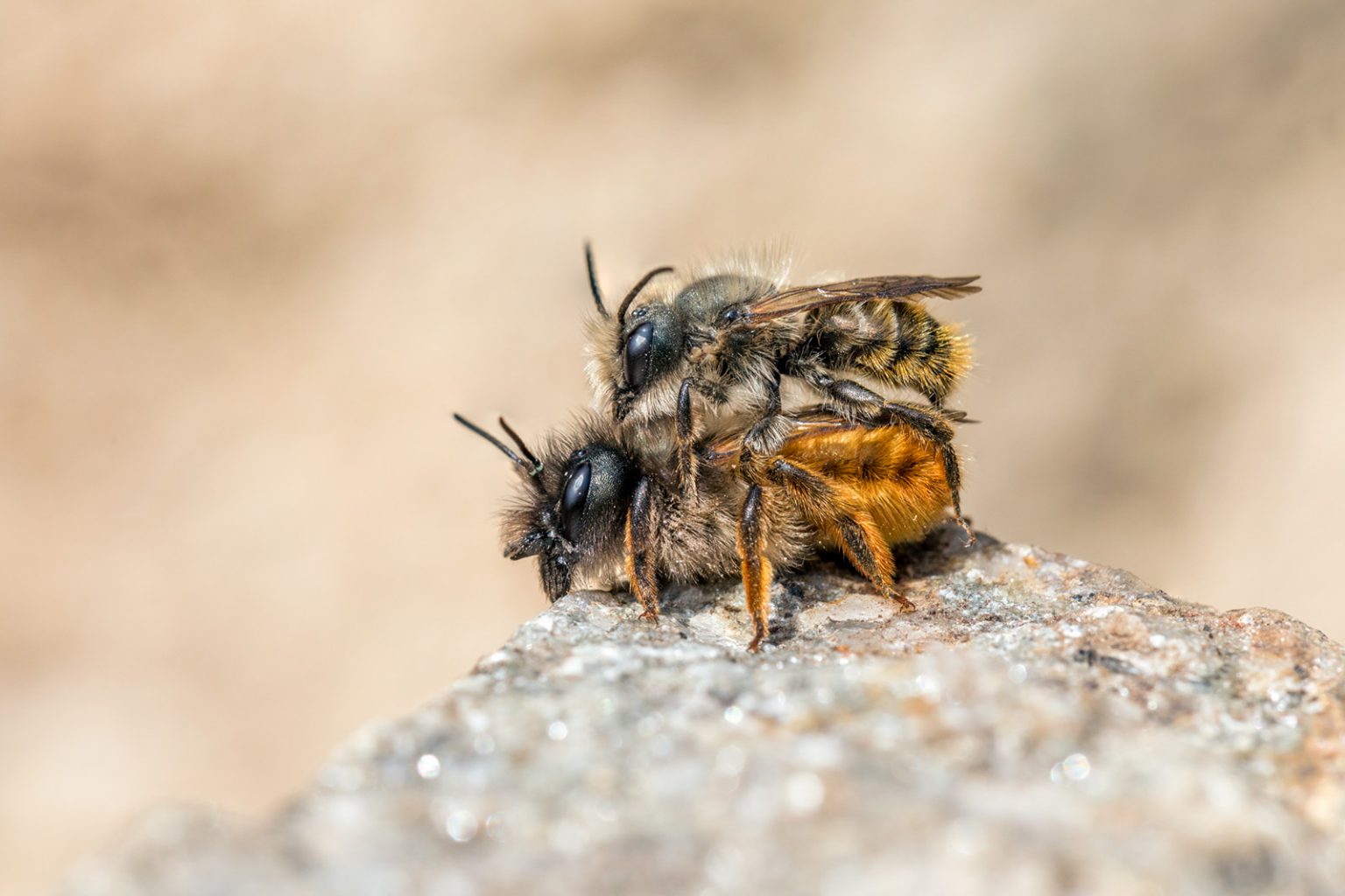 How to Attract Insects to Your Garden for Photography Nature TTL