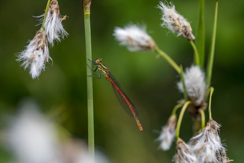 Large red damselfly