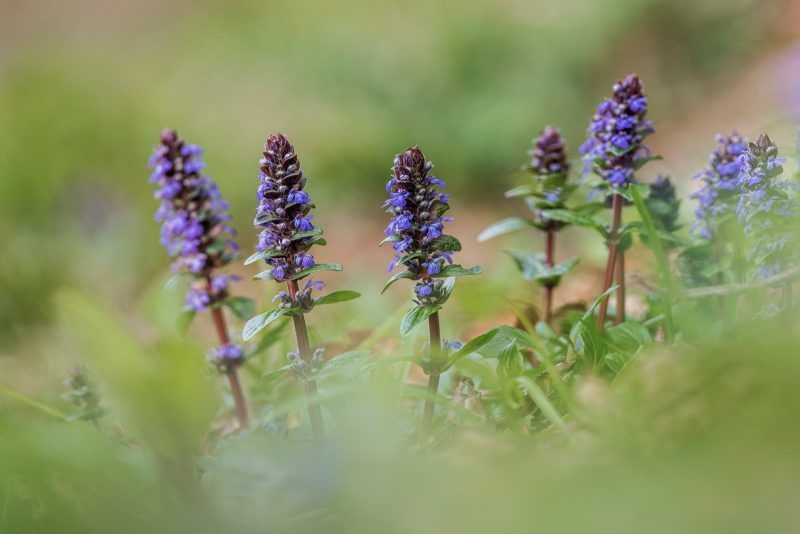 Bugle flower