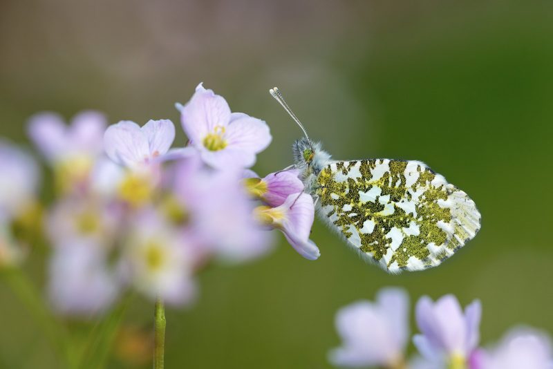 adult female orange-tip butterfly 